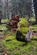 Rock Forest