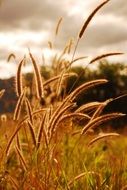 grass on the field under the sun