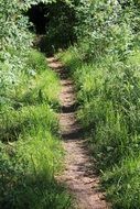 path in the finnish forest in summer