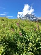 wild mountain field