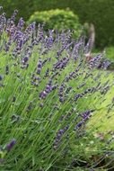 blooming lavender in summer