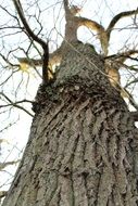 bark of a big tree close-up