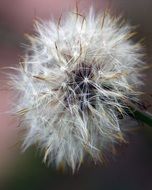 dandelion with fluffy seeds closeup