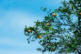 fruit on orange tree