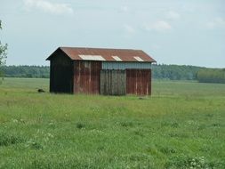 Barn Grass