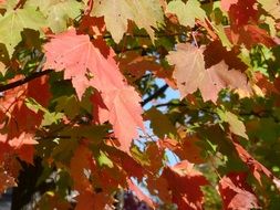 red and green maple leaves on a tree on a sunny day close up