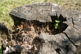 green blade of grass inside a huge stump on a sunny day close up