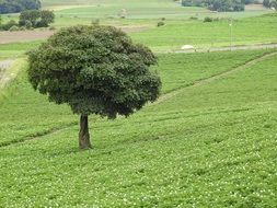 Landscape of single tree on a meadow