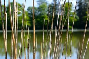 view through the reed to the lake