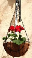 Summer Geranium flowers in Garden