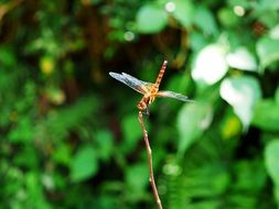 yellow dragonfly on a thin branch