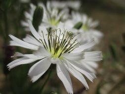 white spring flower