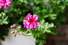 geranium is a garden plant