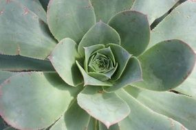 green plants in the garden on a flower bed