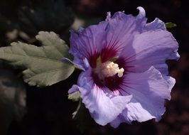 purple flower in the dark