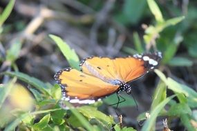Orange black Butterfly sits on grass close-up on blurred background
