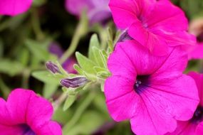 pink petunia, ornamental plant