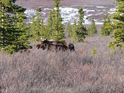 elk walks on dry grass