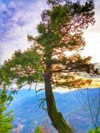 stunningly beautiful Tree Sunlight