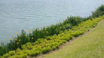 yellow flowers in green grass by the river