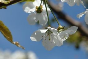 spring flowering of a bright tree close-up