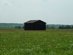Barn on a summer field