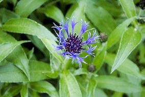 Star Style Flower