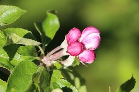 closeup view of pink bloom of a apple tree in bright light