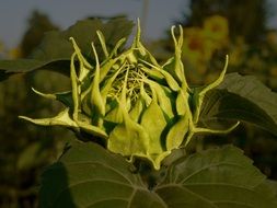 green closed Sunflower Bud at dusk