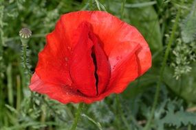 Red Klatschmohn