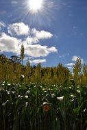 Landscape of Corn field