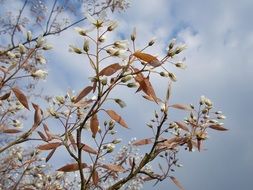 spring flowers on a tree close up