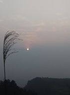 Reed top at Sunset sky