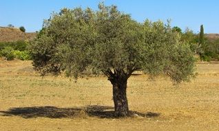 olive tree on a field in sunny cyprus