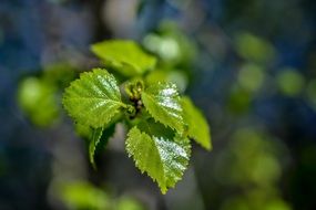 spring bright green foliage closeup