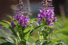 Macro picture of Garden plants
