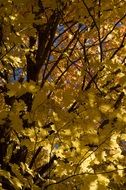 golden foliage leaves on a tree in autumn