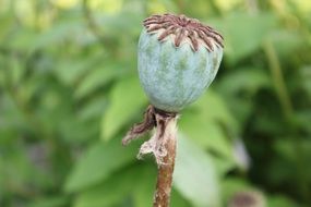 Poppy seed head close up
