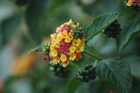 Colorful lantana flower in nature close-up on blurred background