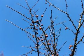 tree fruits in the autumn