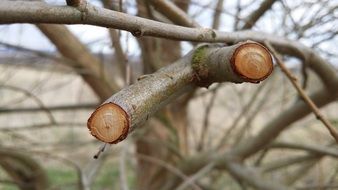 tree with sawn branches