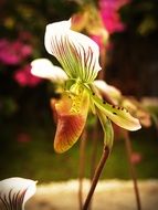 closeup picture of white-green tropical orchid
