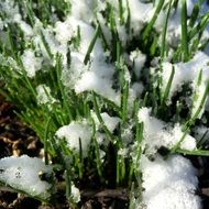 snow on green grass