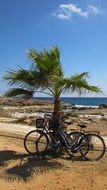 bicycles near palm trees on a tropical beach