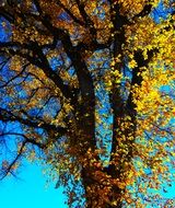 closeup photo of autumn tree in colorful yellow foliage on a sunny day