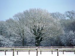 snowy trees in winter England