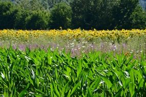 cornfield and sunflowers at forest, italy, Tuscany