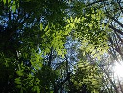 Close-up of the beautiful green trees and plants in a thicket of forest in light