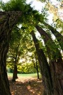 corridor of trees in the park