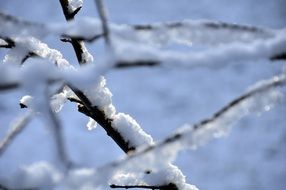 tree branch in the snow close up
